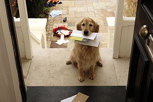 Golden retriever dog sitting at front door with letters in mouth - Wireless Pet Containment in Jackson Hole, WY