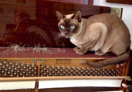 cat sitting on piano