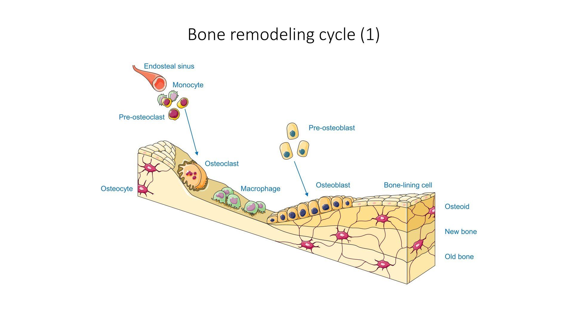 Heal Broken Bones Faster