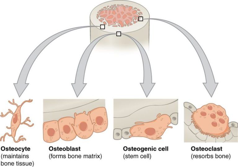 Bone Healing