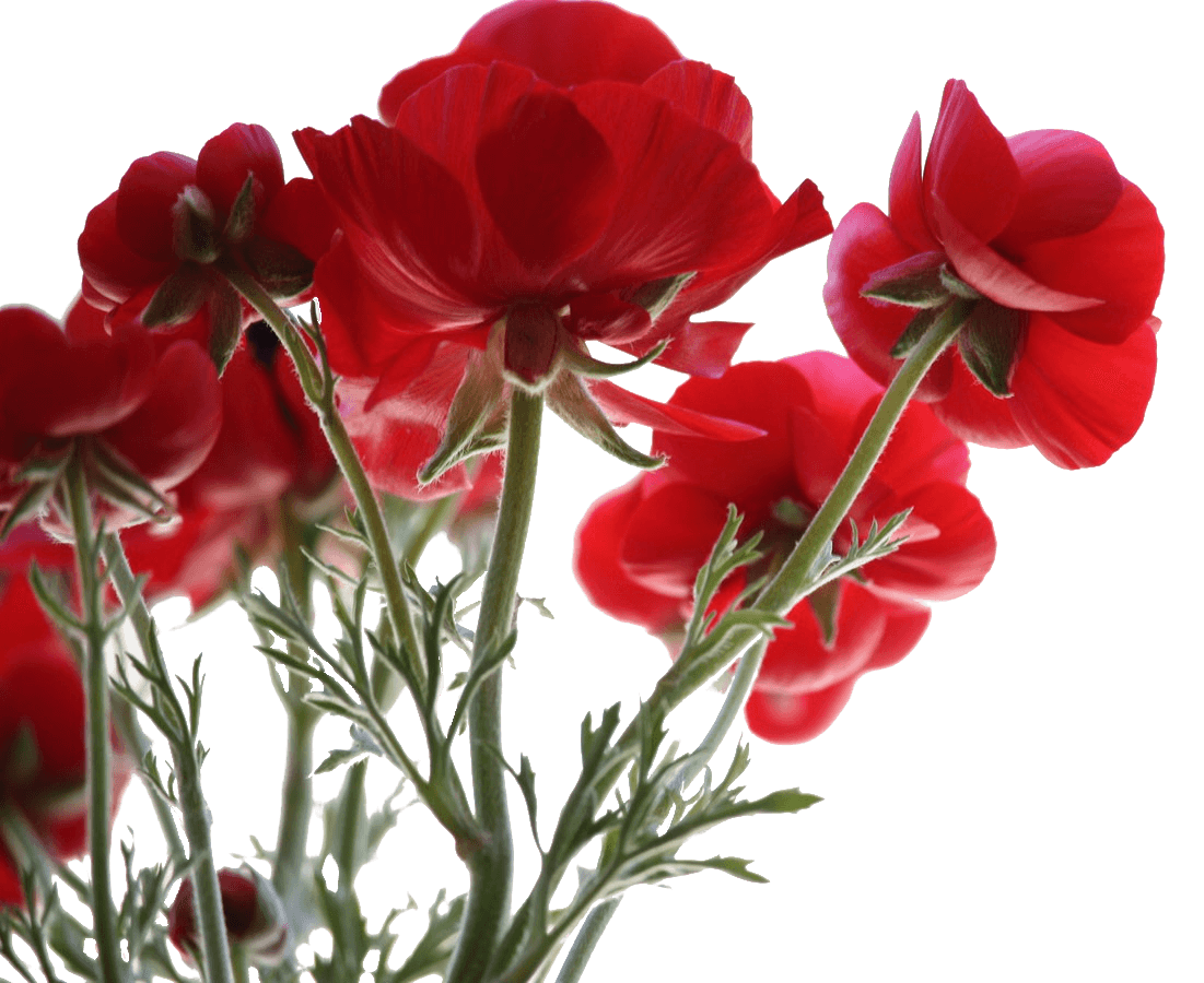 What Flowers Should I Buy For A Funeral Provenzano Lanza