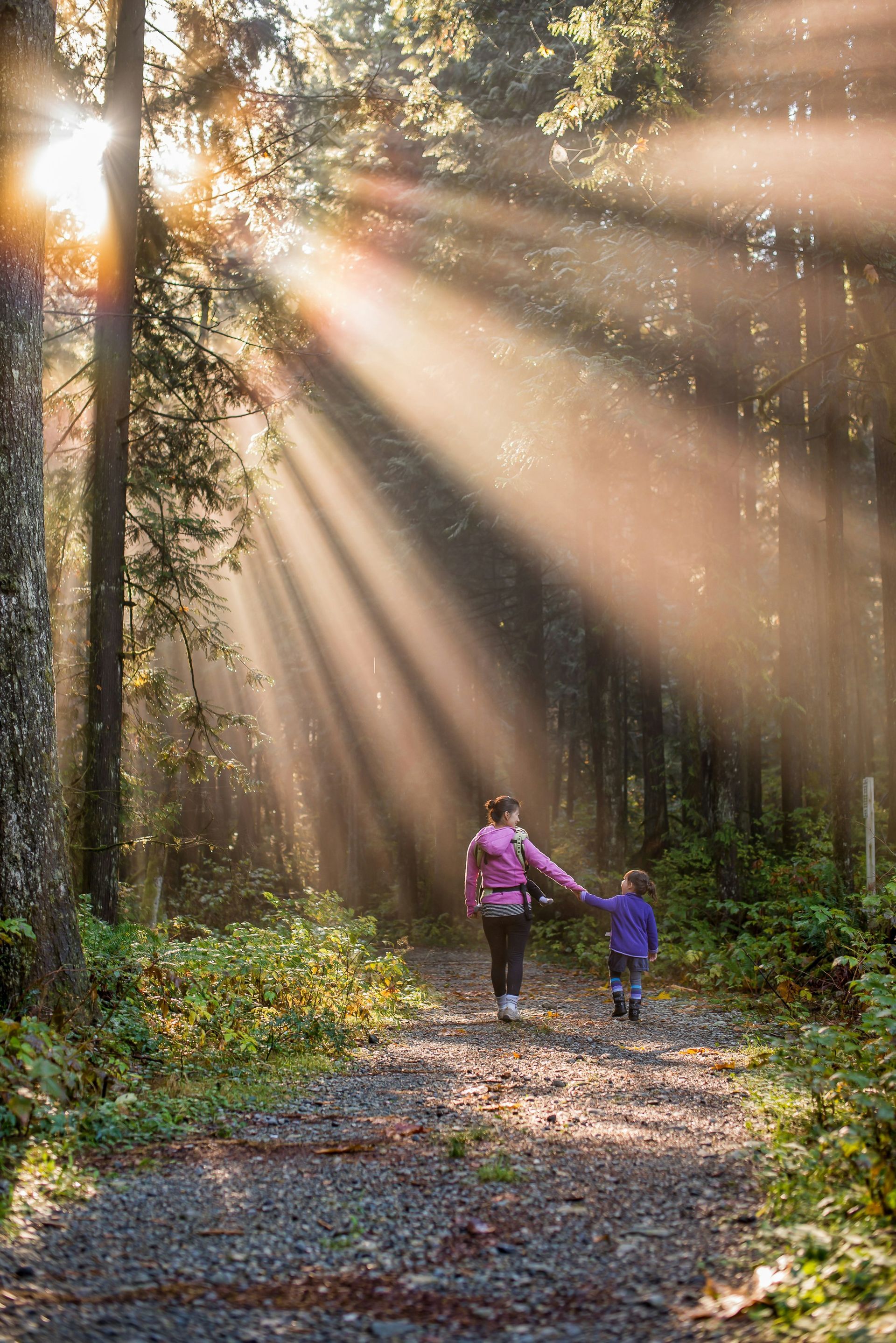 Two people walk hand in hand on a forest path with sunbeams streaming through tall trees.