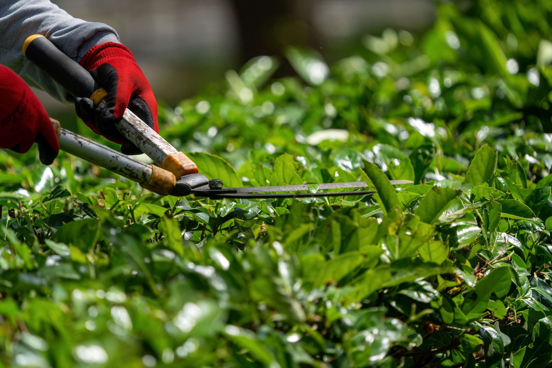 Gardener wearing gloves trims dense green hedge with hand shears.