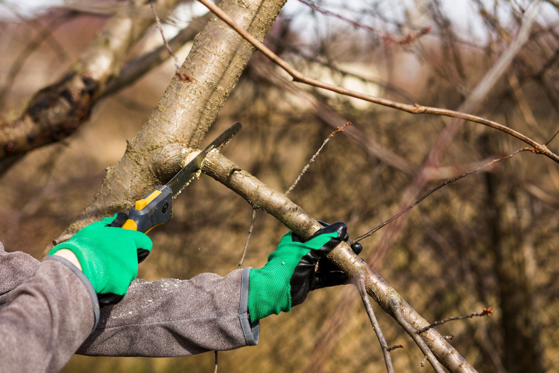 A person wearing green gloves sawing a tree branch during outdoor pruning work. A person wearing green gloves sawing a tree branch during outdoor pruning work.