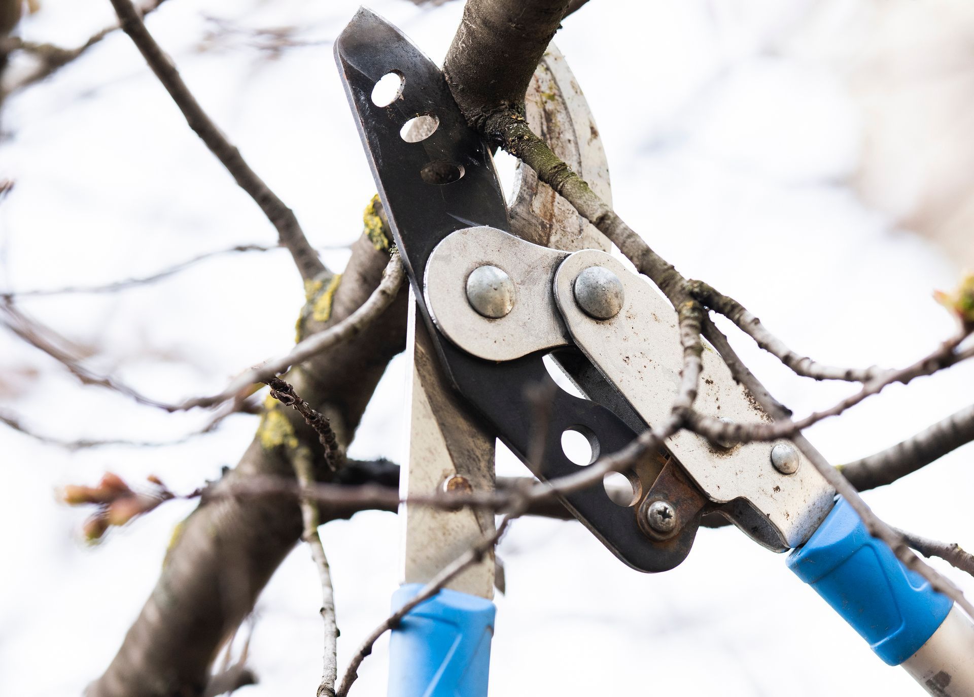The pruning shears are being used to cut a tree branch during outdoor trimming work.