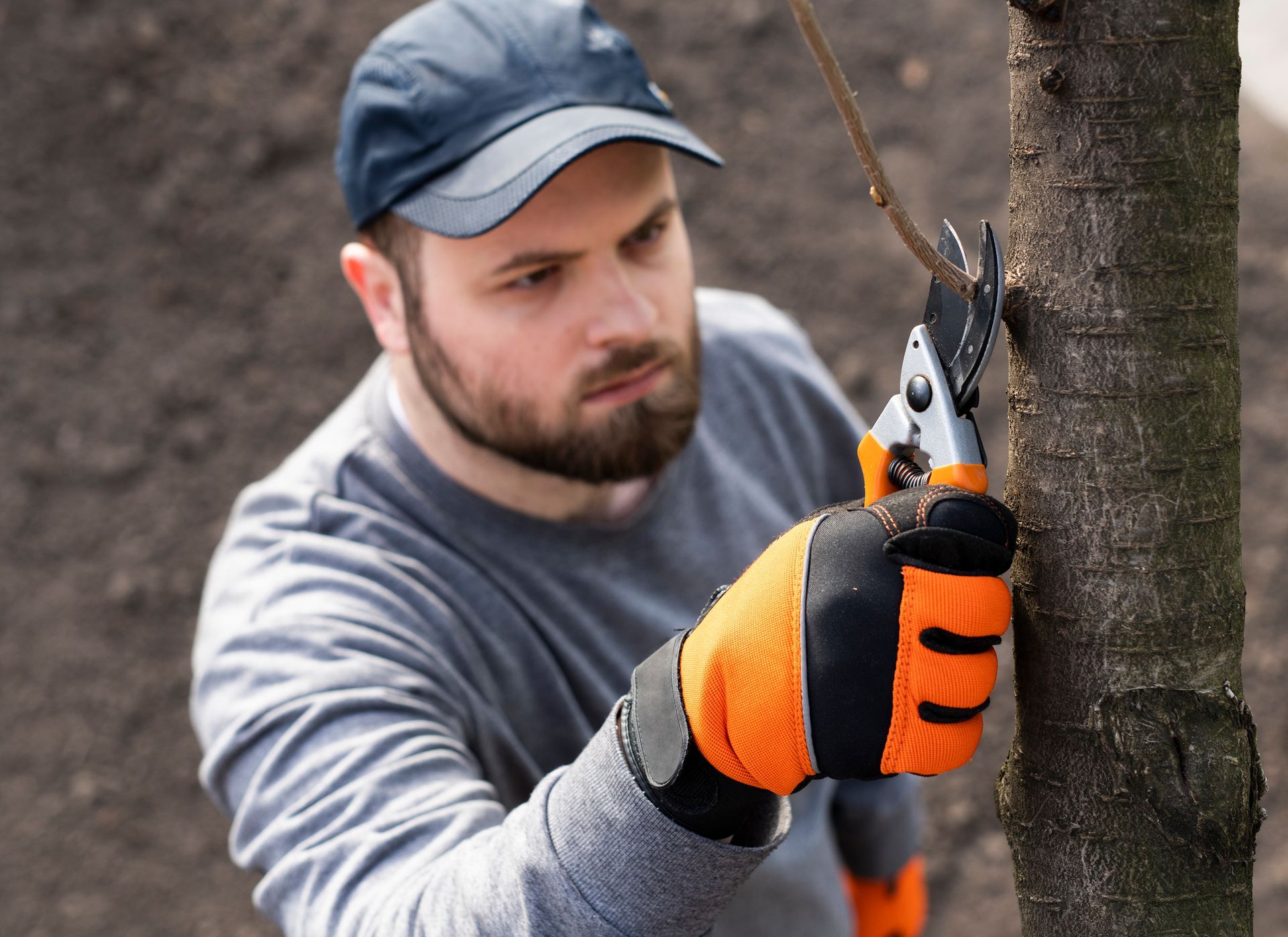 A person wearing orange gloves using pruning shears to cut a small tree branch.