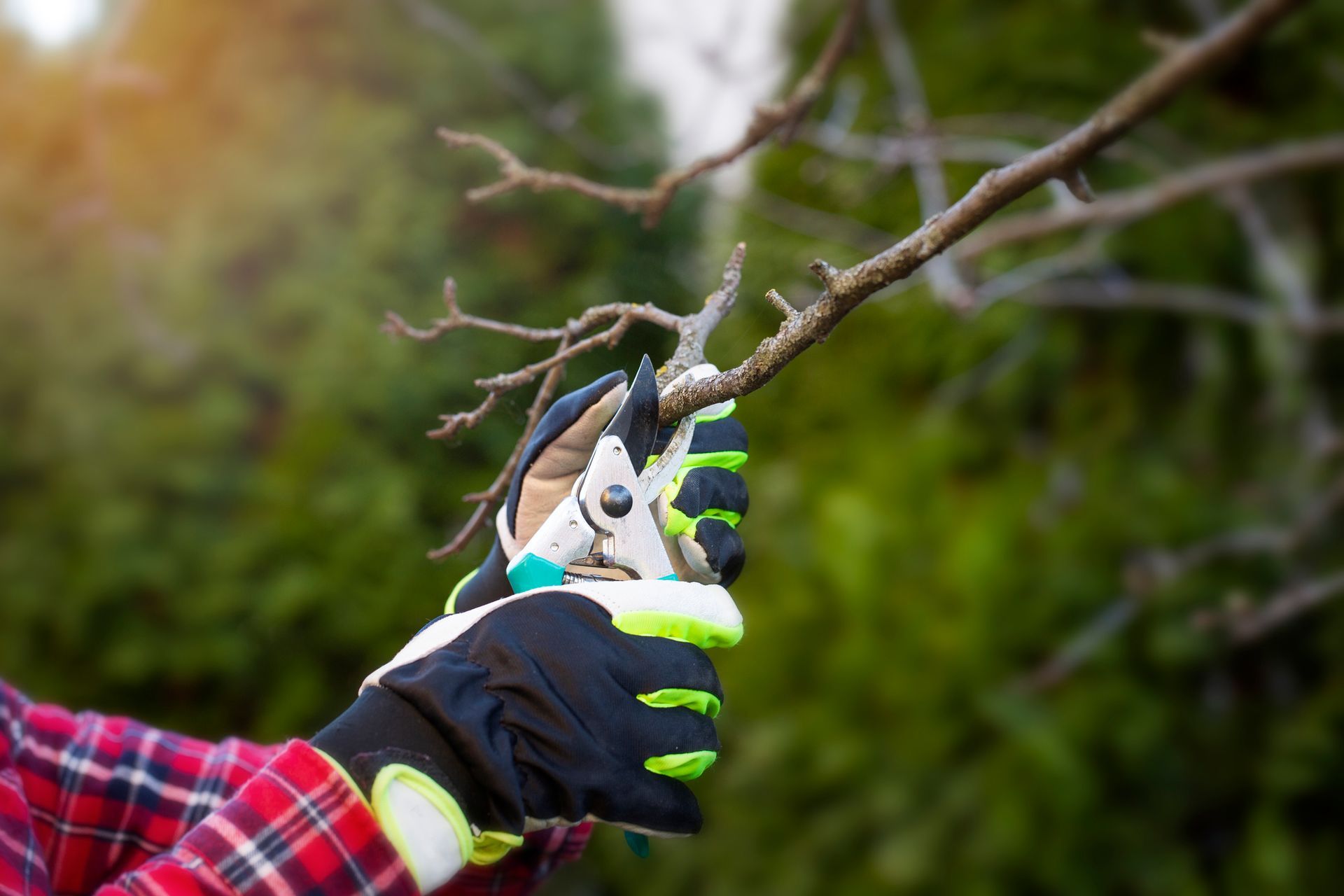 A gloved individual cuts branches, showcasing quality commercial tree trimming practices in action.