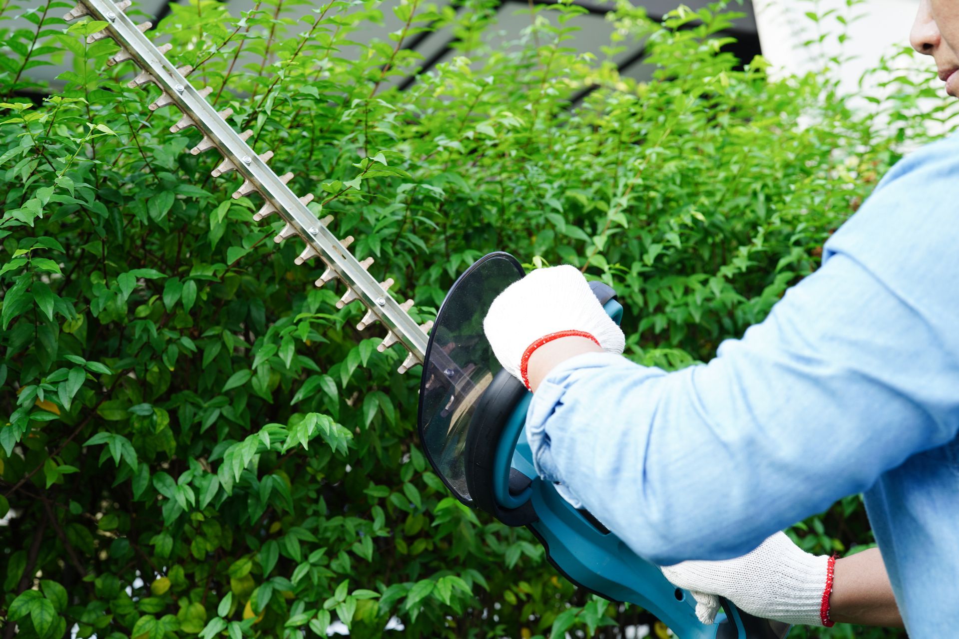 A professional in gloves using a hedge trimmer to trim a green hedge for commercial tree service.