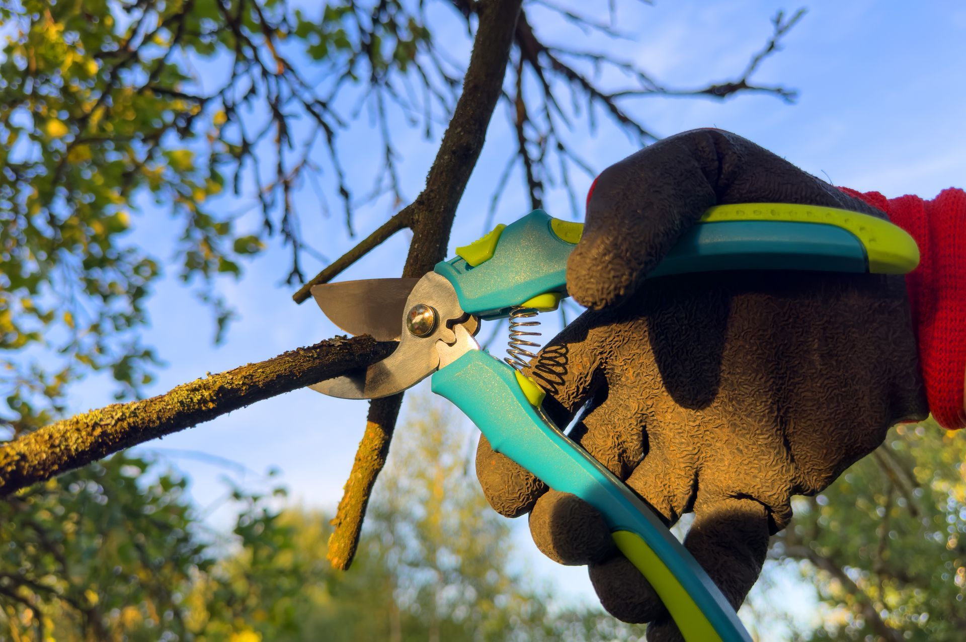 A Gloved hand using pruning shears to cut a small tree branch outdoors.