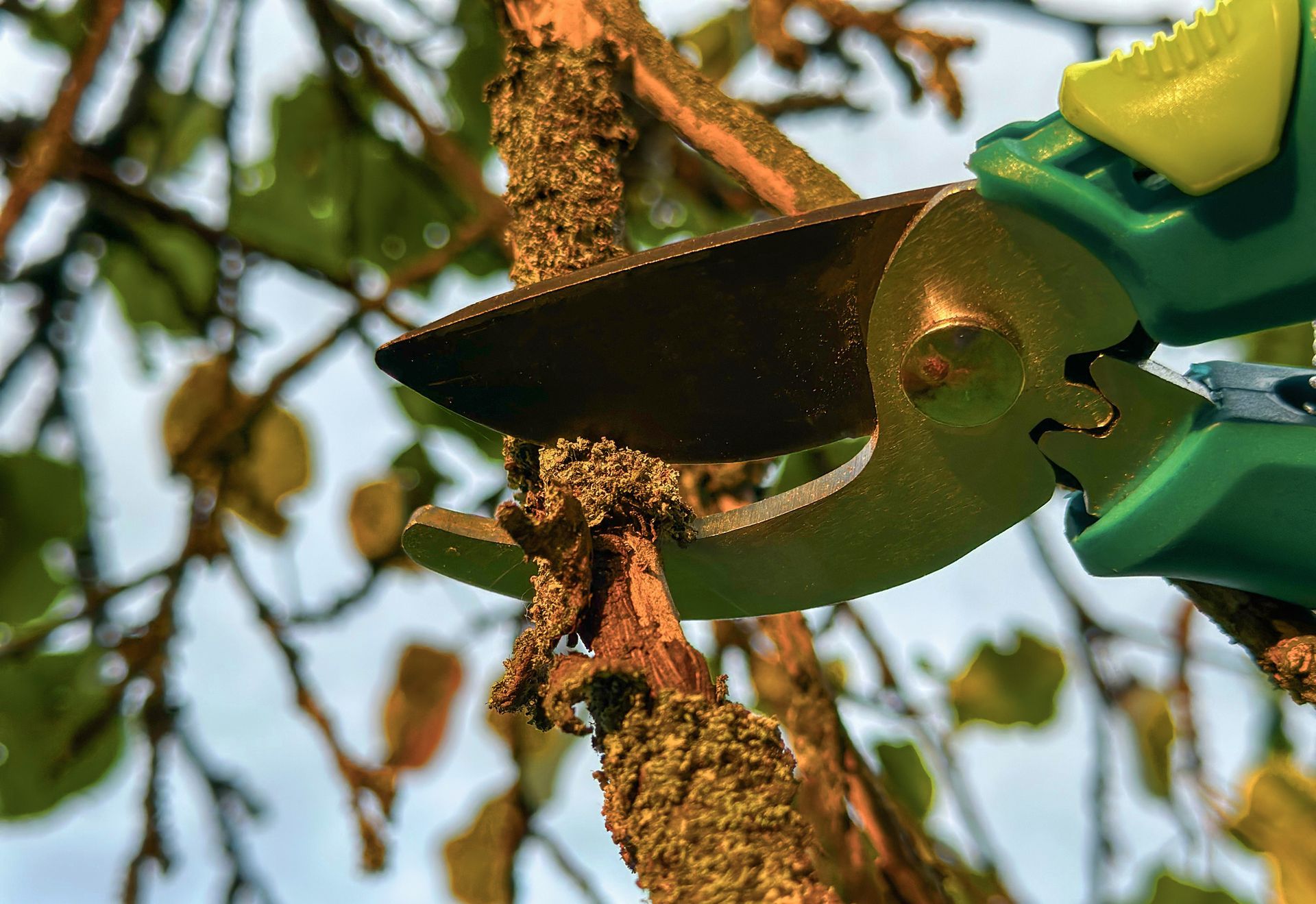 The pruning shears are cutting a moss-covered tree branch during outdoor trimming. The pruning shears are cutting a moss-covered tree branch during outdoor trimming.