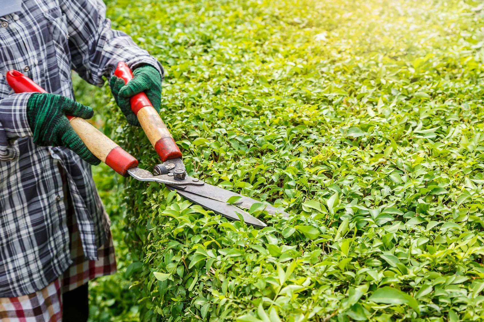 Worker trimming plants, representing commercial tree trimming, delivering quality garden care.