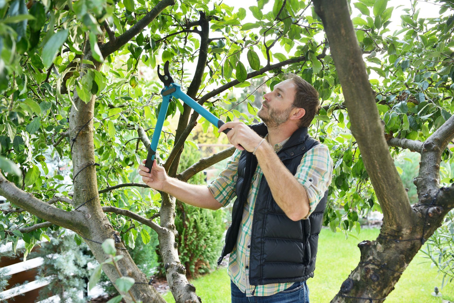 Focused worker doing commercial tree trimming with pruning shears.