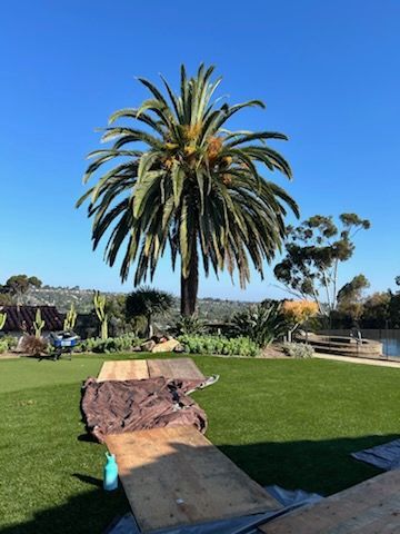 A large palm tree is in the middle of a lush green field – San Diego, CA – One Tripp Tree Service