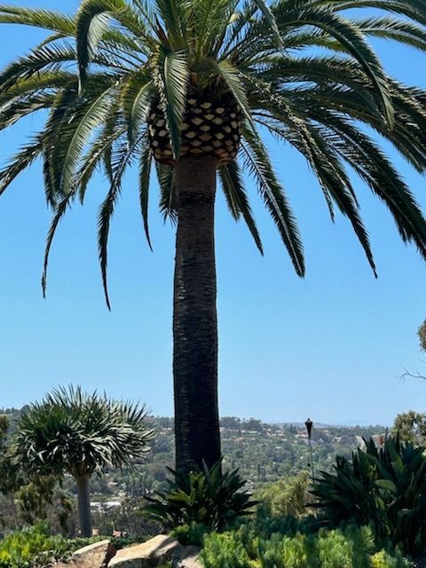 A palm tree with lots of leaves against a blue sky – San Diego, CA – One Tripp Tree Service