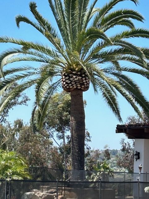 A palm tree with a bunch of fruit on it – San Diego, CA – One Tripp Tree Service