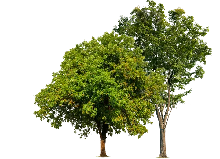Two Tree — San Diego, CA — One Tripp Tree Service Two Tree — San Diego, CA — One Tripp Tree Service