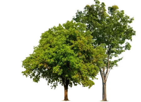 Two Tree — San Diego, CA — One Tripp Tree Service