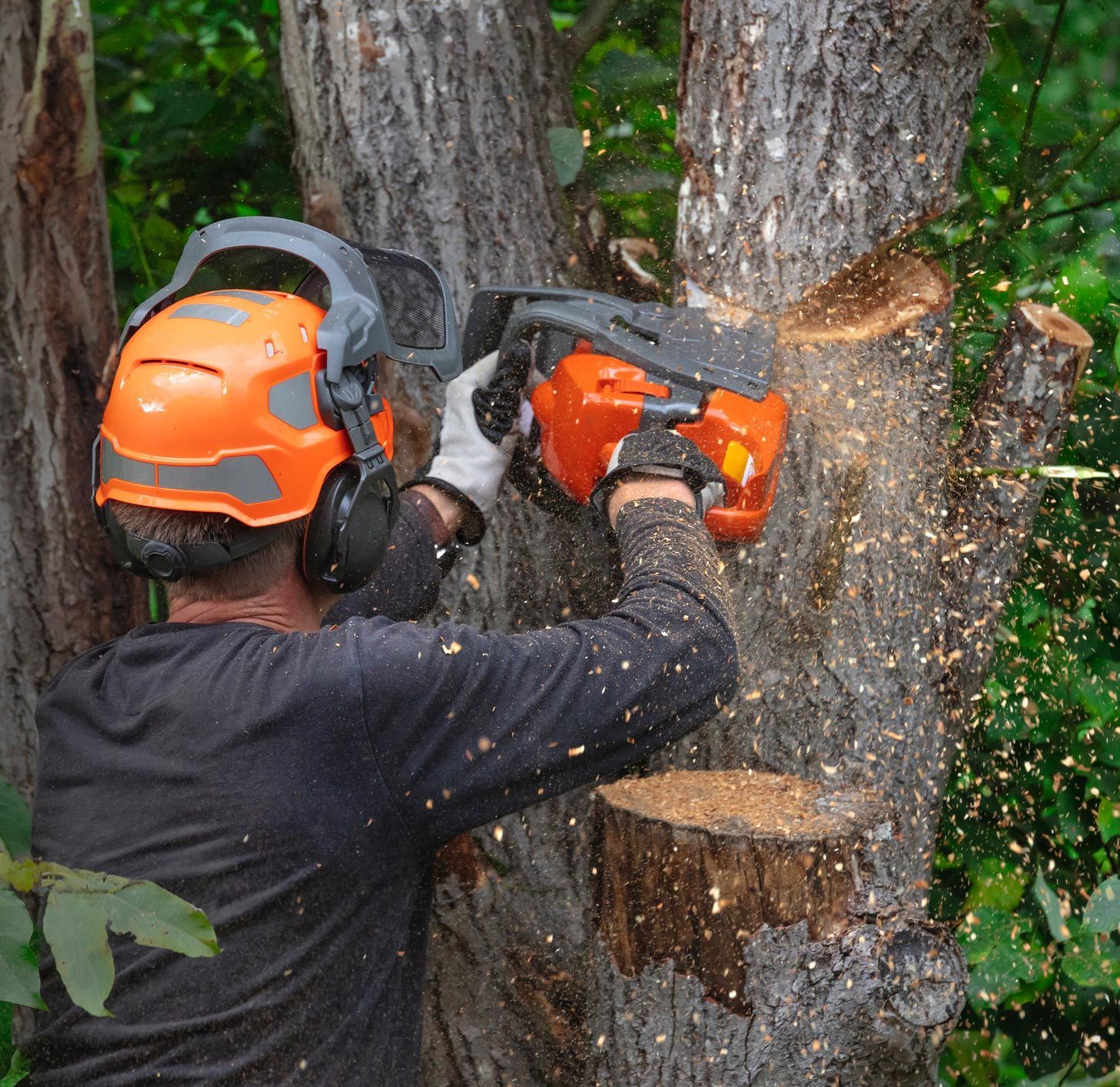 A man is cutting a tree with a chainsaw. A man is cutting a tree with a chainsaw.