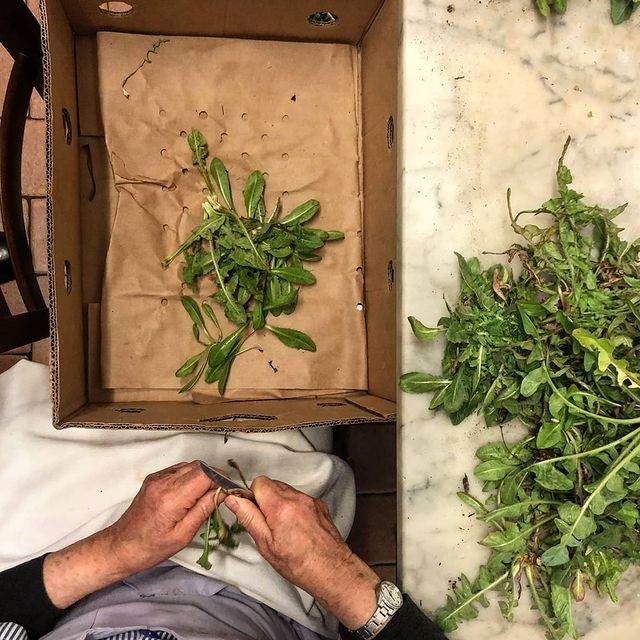 rucola selvatica per crescia umbra