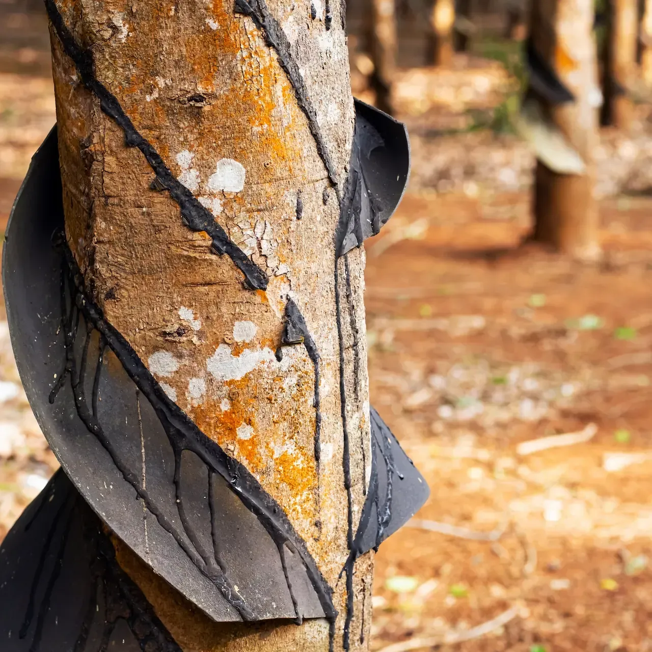 Rubber tree with black latex collection spiral cut. Brown bark. Outdoor setting.