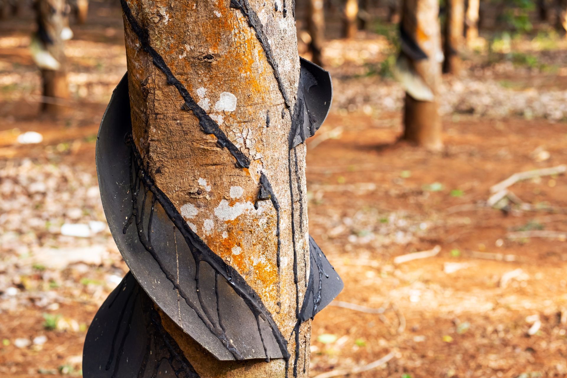 A close up of a rubber tree in a rubber plantation.