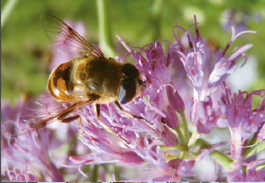 Biene auf Blume