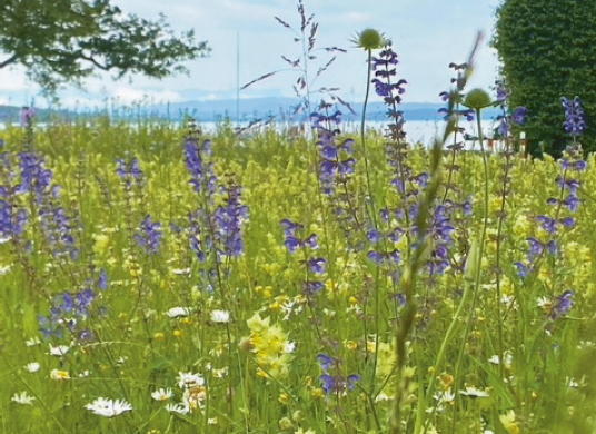 Blumenwiese