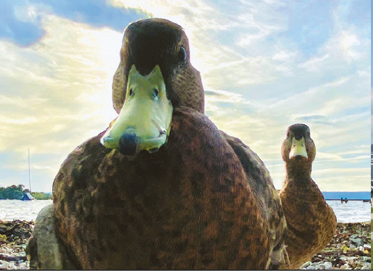 Enten am See