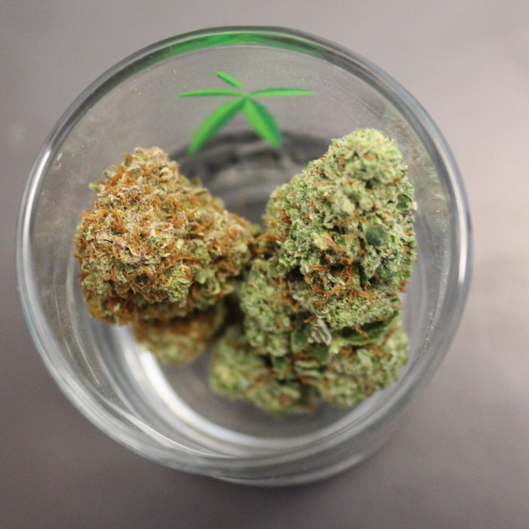 Minerva Canna flower for sale