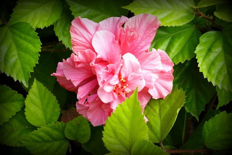 A close up of a pink flower surrounded by green leaves