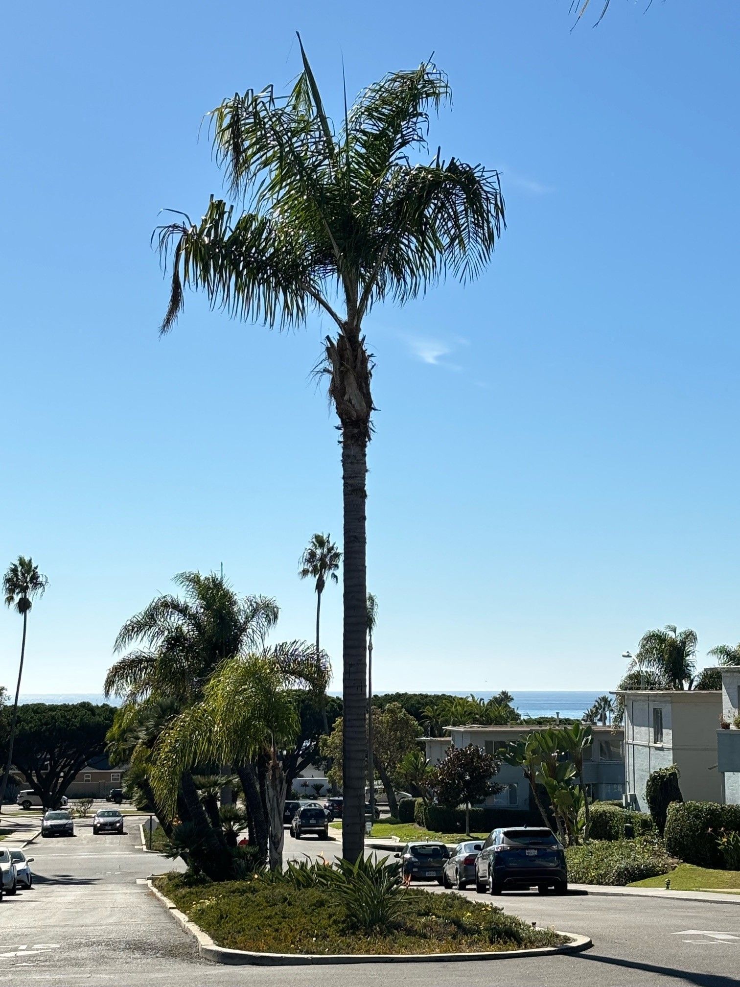 A palm tree is in the middle of a parking lot