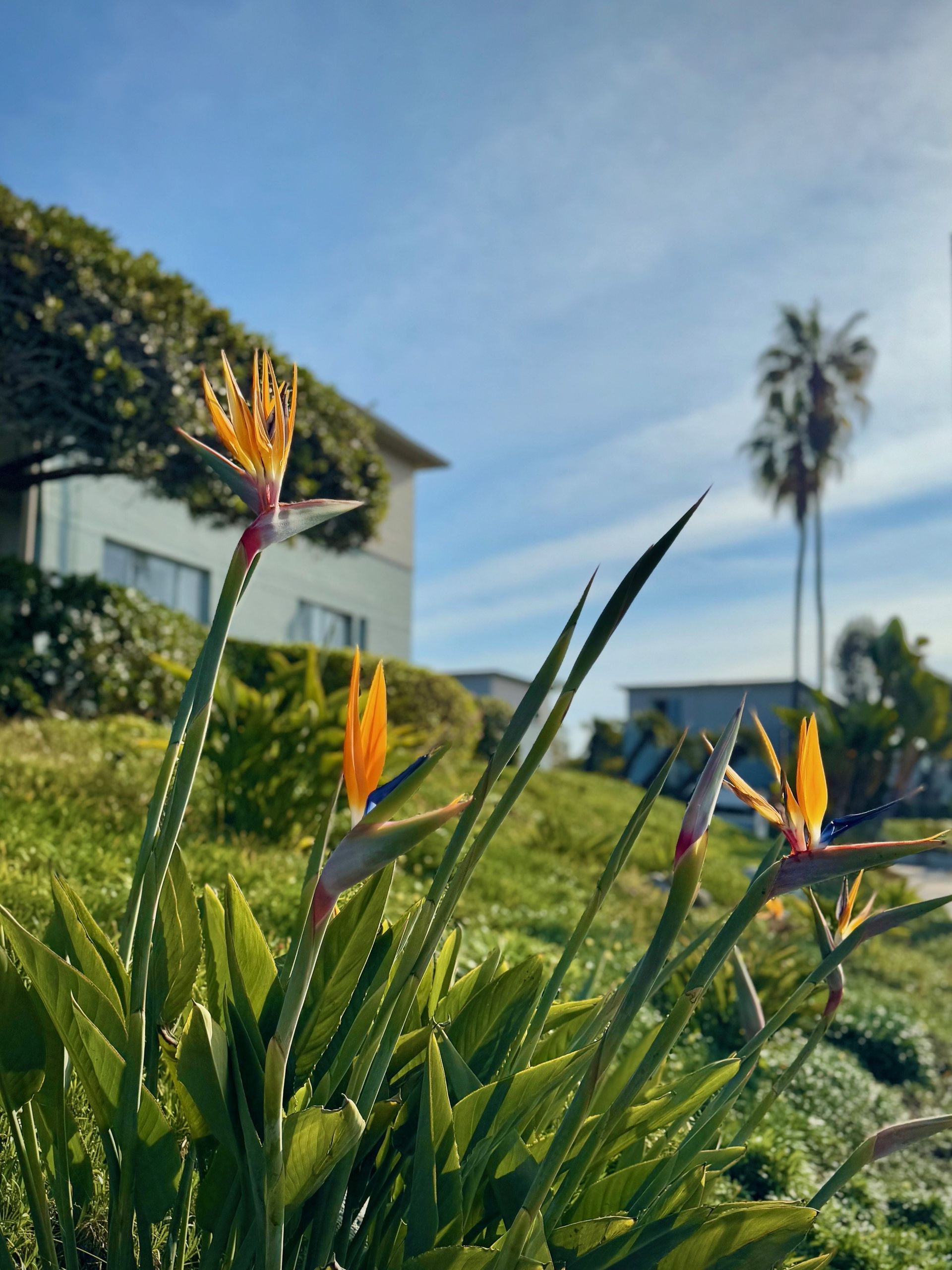 A close up of a bird of paradise flower in front of a house