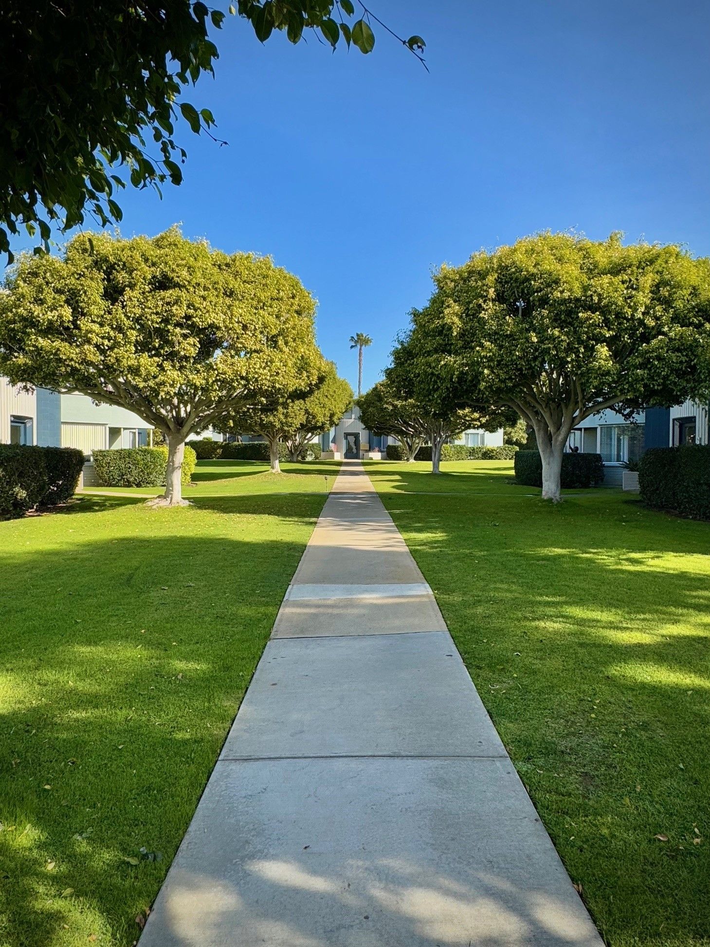 A sidewalk leading to a house with trees on both sides