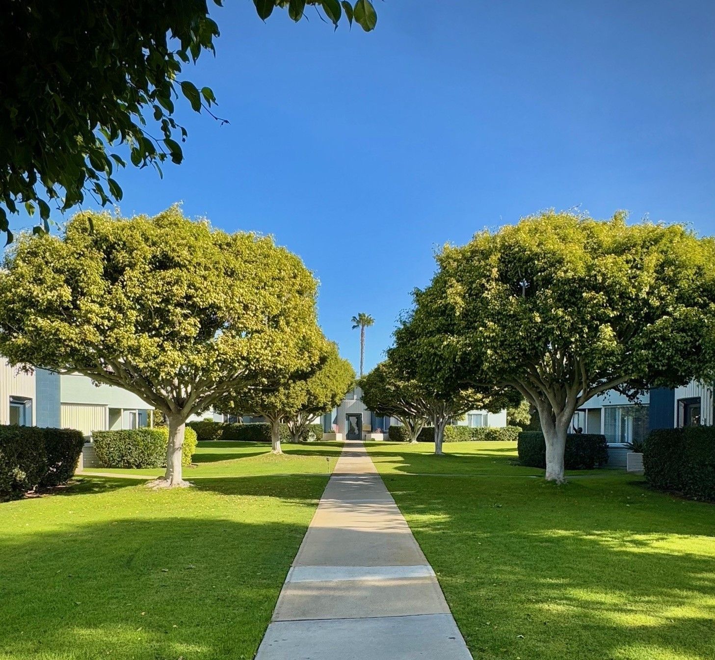 A walkway leading to a building with trees on both sides
