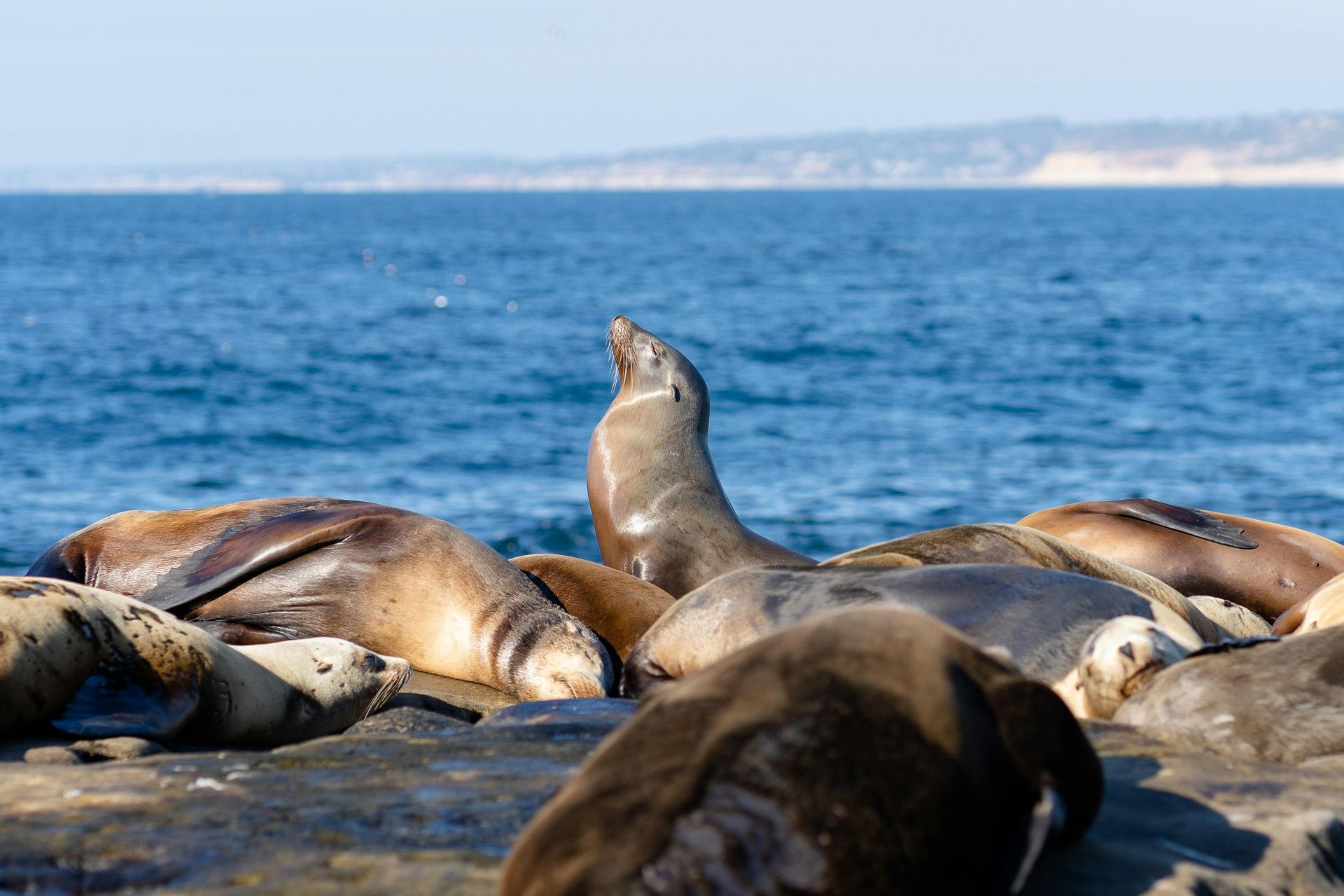 A group of seals are laying on a rock near the ocean.