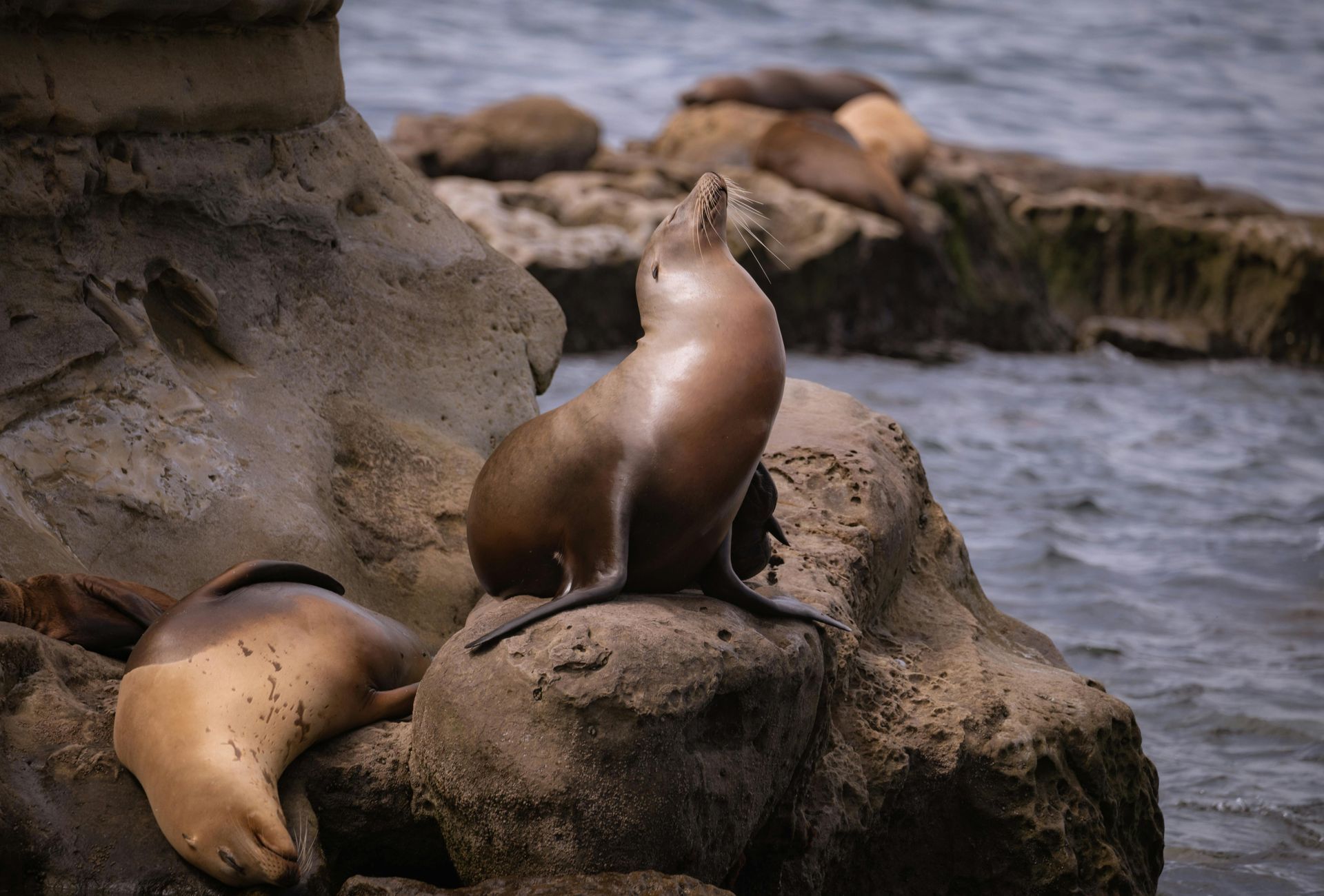 A group of seals are sitting on rocks near the water.