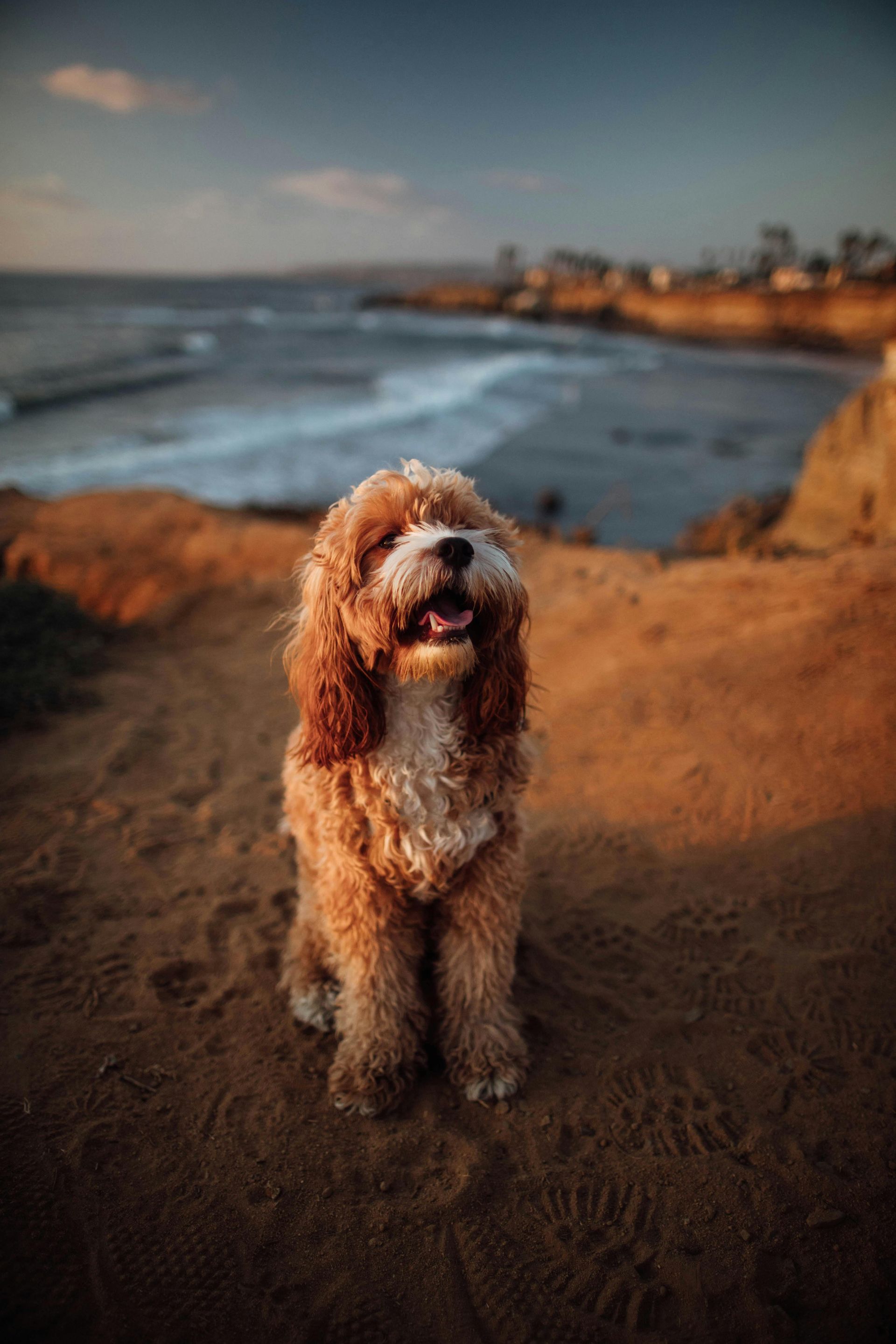 A small brown and white dog is sitting on top of a sandy hill near the ocean.