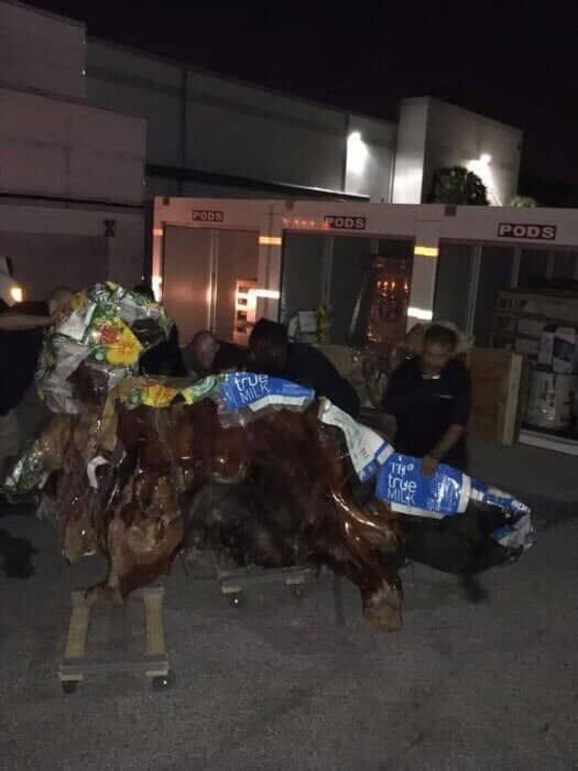 A group of people are standing around a statue of a bull 28.4845° N, 81.2519° W