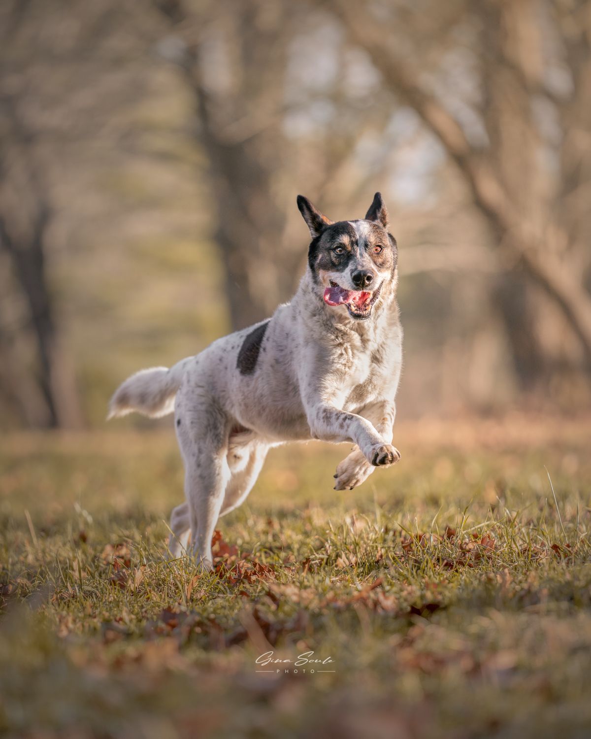 Dog with blue eyes runs towards the camera in a park. It has a spotted coat and tongue sticking out.