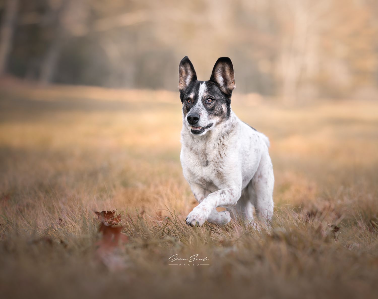 Dog with black and white markings runs across a field, focused expression.