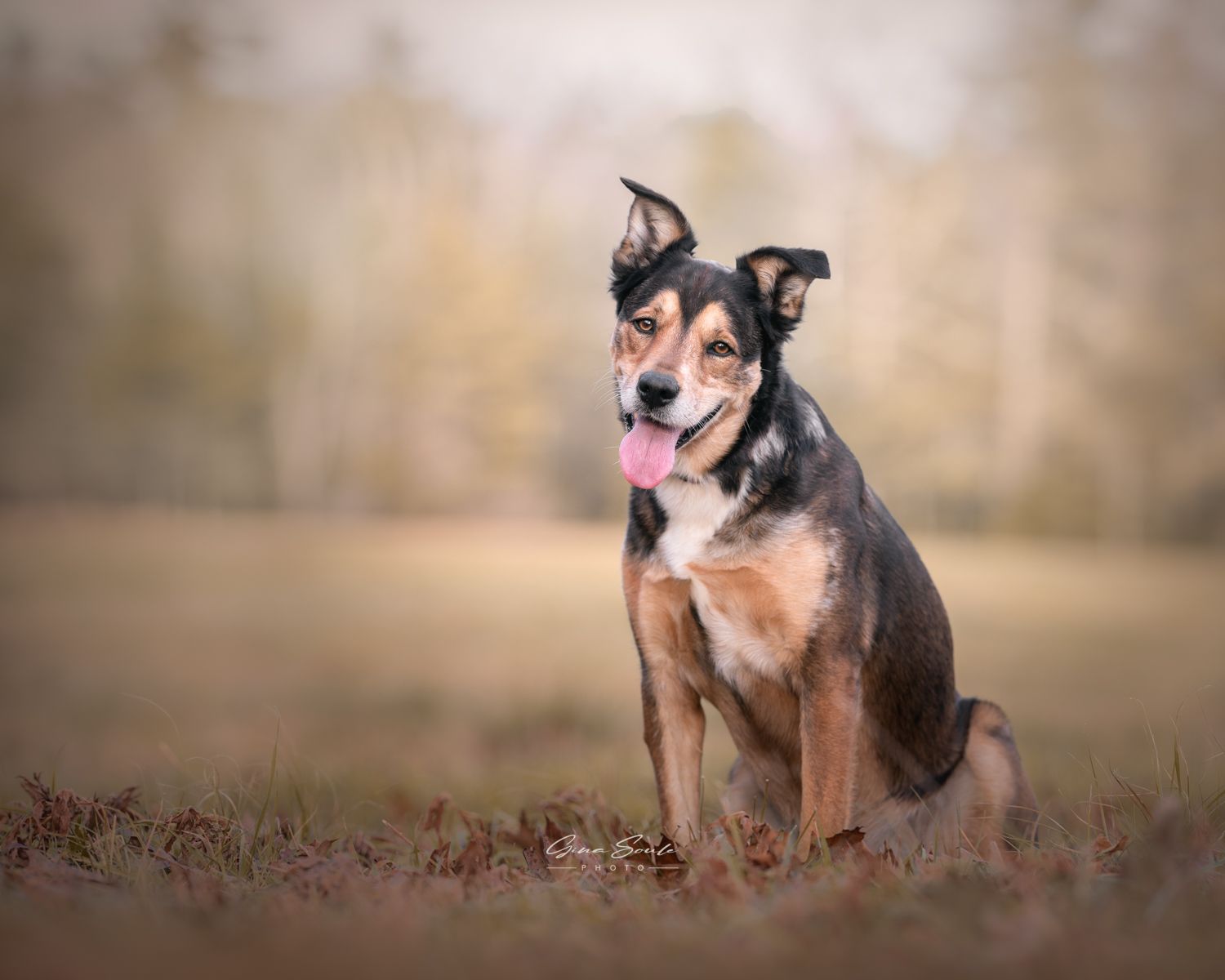 Dog with black, tan, and white fur sitting in a grassy field, tongue out, looking at the camera.