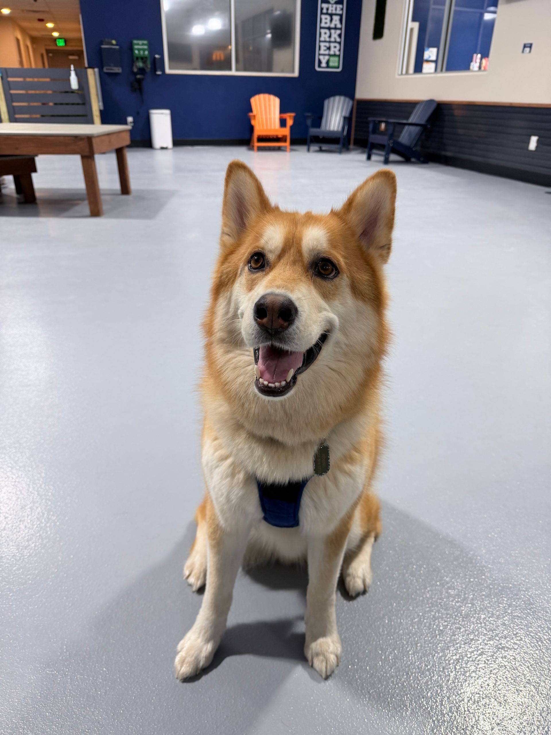 Cavalier King Charles Spaniel with brown and white fur, tilting its head with a questioning expression.