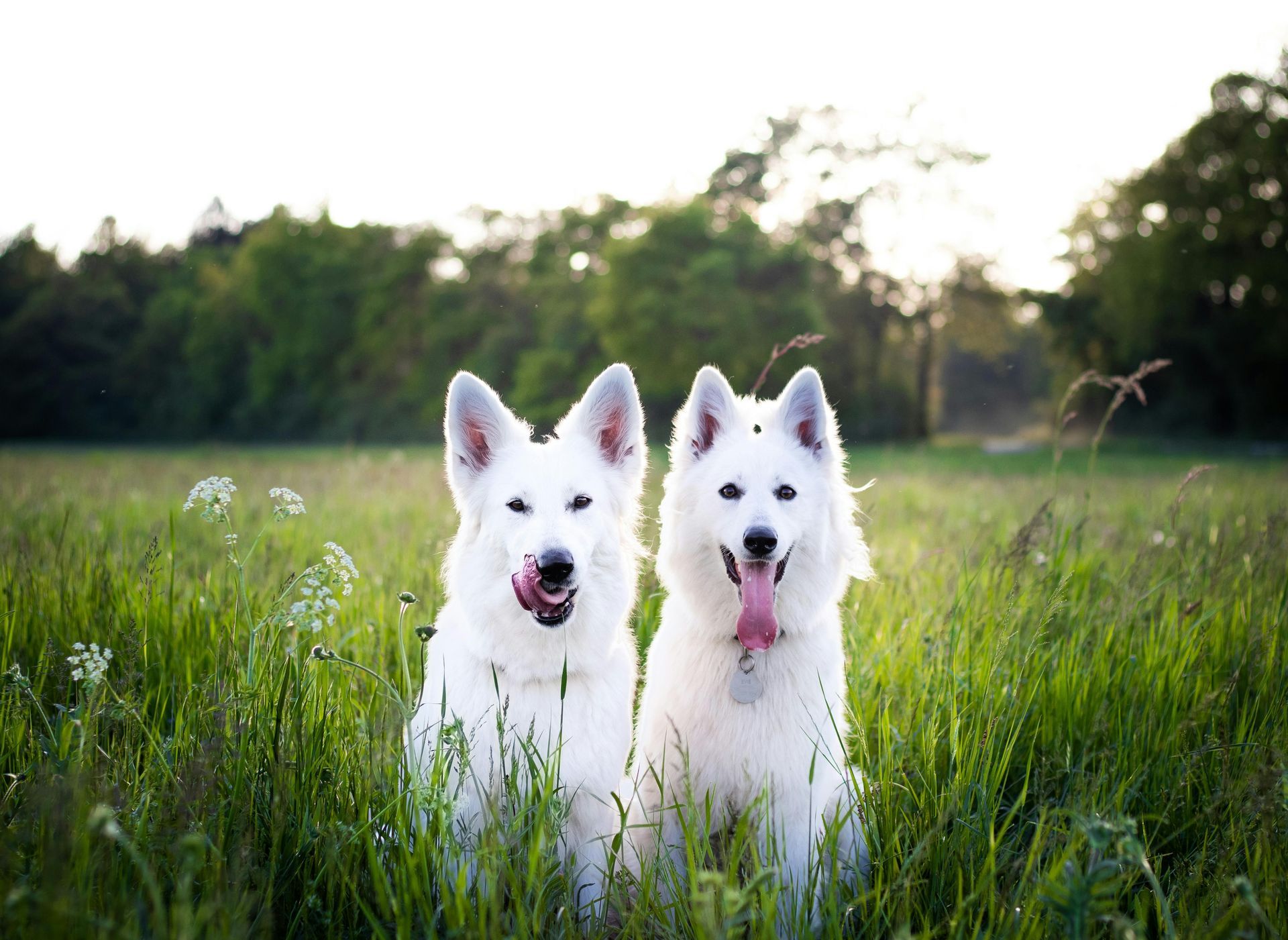 Two white dogs with pink tongues out, sitting in tall green grass in a field.