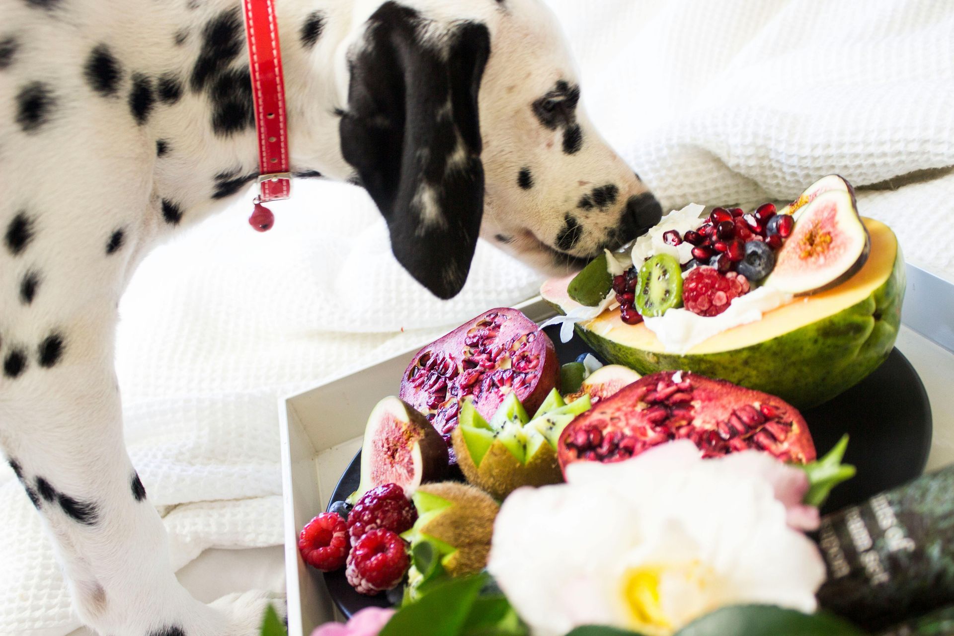 Dalmatian dog sniffs a colorful tray of fruit, including figs, raspberries, and kiwi. White background.