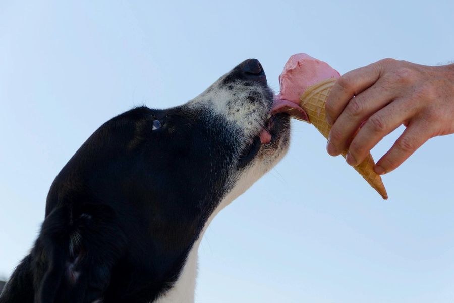 Dog licks ice cream cone held by a person against a light blue sky. Black and white dog, pink ice cream.
