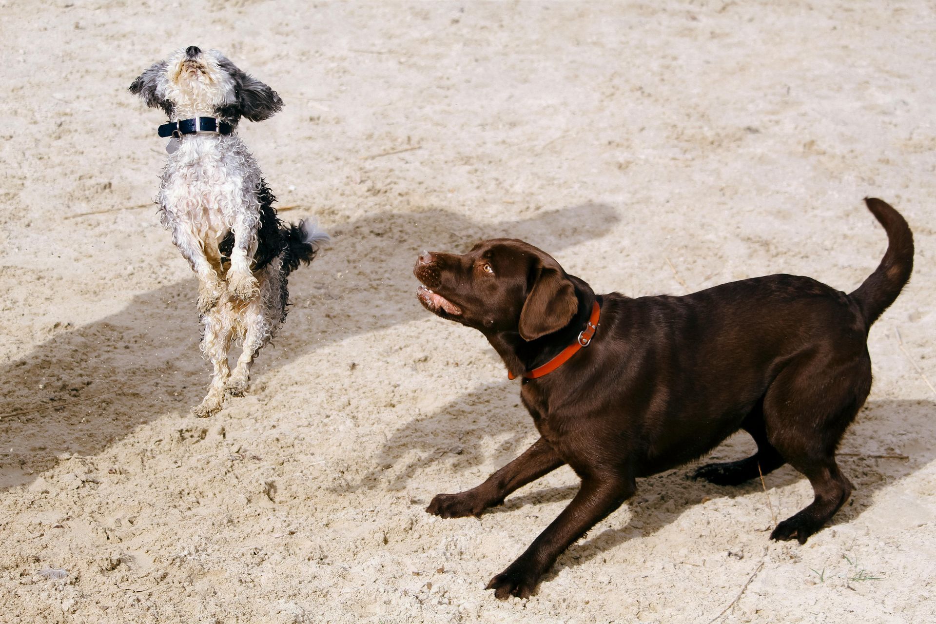Two dogs playing on sand: a chocolate Labrador crouches, barking at a small gray dog standing on hind legs, looking up.