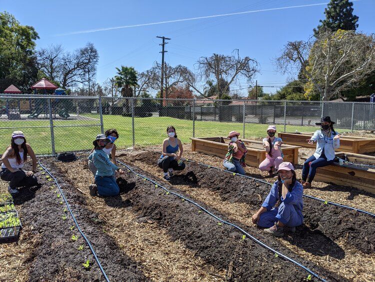 A group of people wearing face masks and hats kneels and sits in a garden with wooden planter beds on a sunny day.