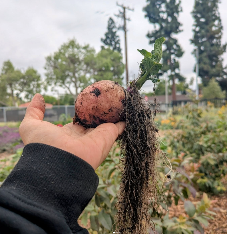 A hand holds a freshly harvested, soil-covered red potato with roots and a small green sprout attached in an outdoor garden.
