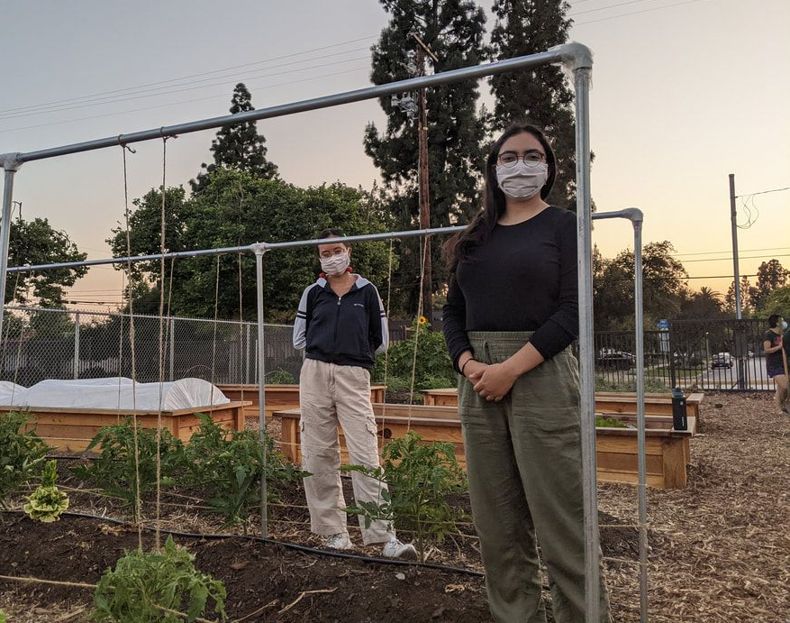 Two people wearing face masks stand in a community garden, positioned near a metal frame structure at sunset.