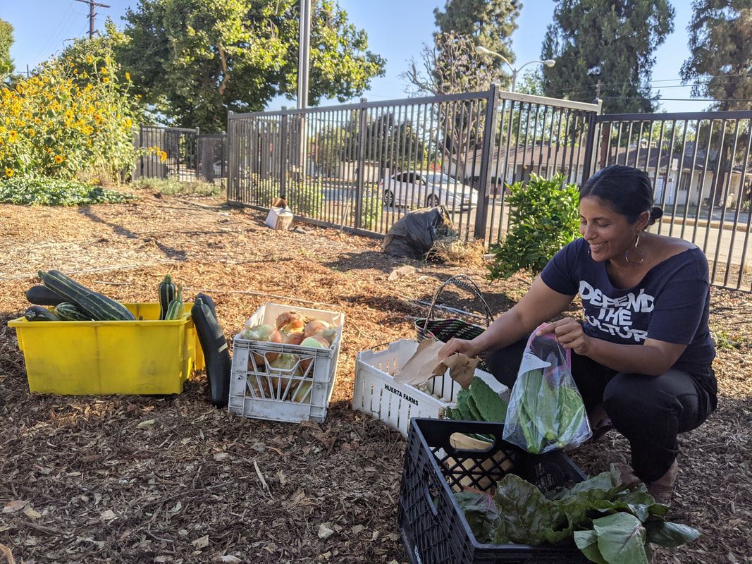 A person harvests vegetables into crates and bags in a sunny community garden.